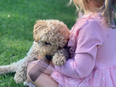 Cavoodle – Maffra
