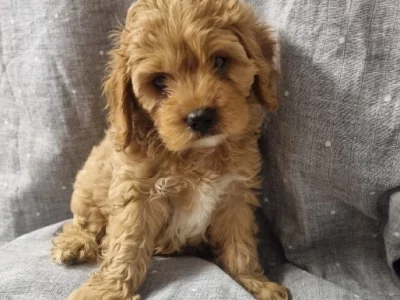 Cavoodle – Moorebank