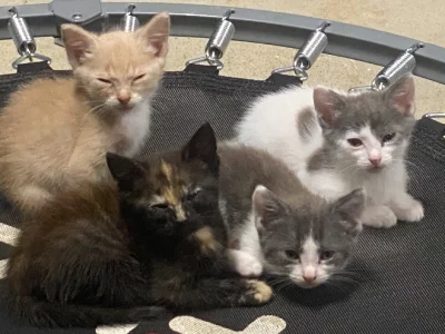 Domestic Short Hair (DSH) – Gympie