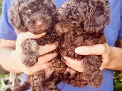 Poodle Mini – Brunswick