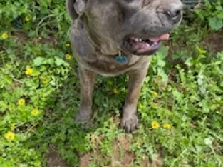 Purebred Pedigree Papered Cane Corso Dog