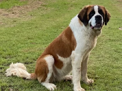 Saint Bernard
