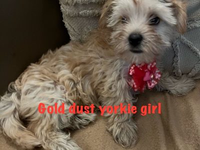 Yorkshire Terrier – Rooty Hill