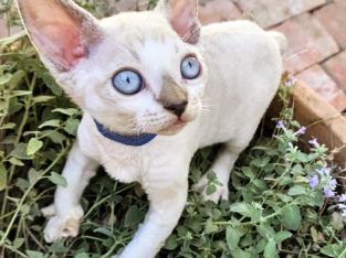 Devon Rex – Merriang South