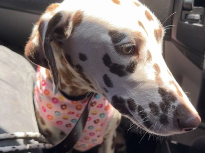 Dalmatian – Coonabarabran