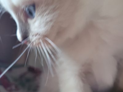 Ragdoll – Mitchelton