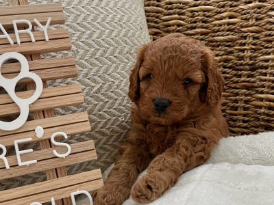 Cavoodle – Tintenbar