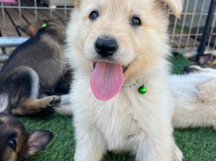 German Shepherd – Lara