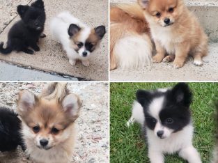 Pomeranian – Ambarvale