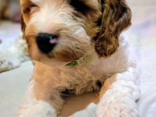 Cavoodle – Lakemba