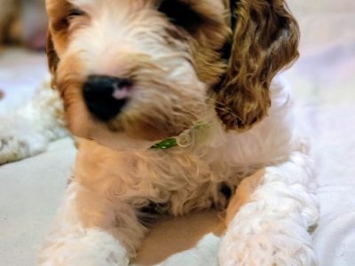 Cavoodle – Lakemba