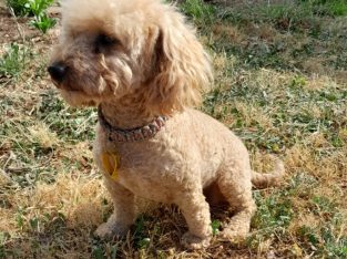 Toy Poodle – Maldon