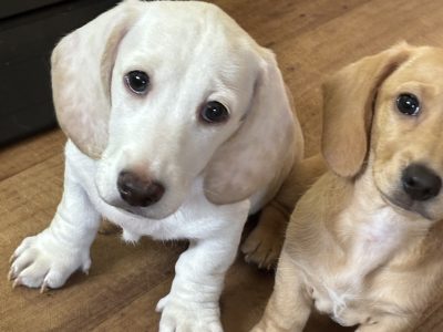 Miniature Dachshunds