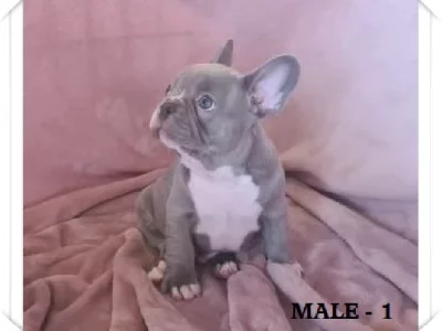 French Bulldog – Taree