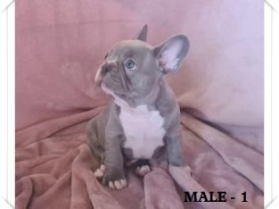 French Bulldog – Taree
