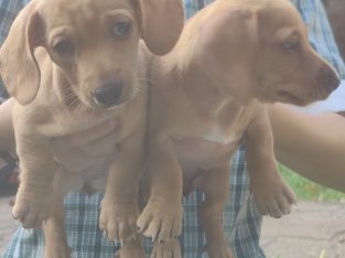 Dachshund – Springwood