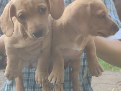 Dachshund – Springwood