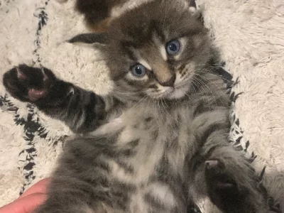 Maine Coon – Wollongong