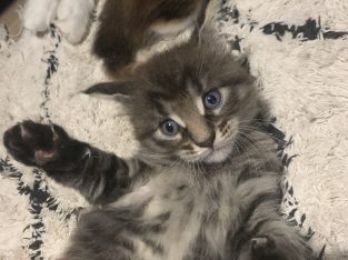 Maine Coon – Wollongong