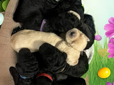 Bordoodle – Hervey Bay