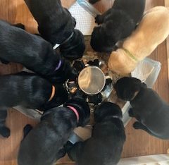 Labrador Retriever – Duns Creek