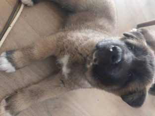 Akita – Para Vista