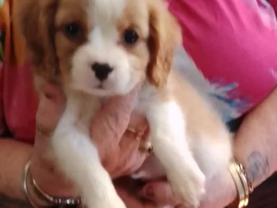 Cavalier King Charles Spaniel – Harrington