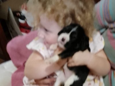 Cavalier King Charles Spaniel – Harrington