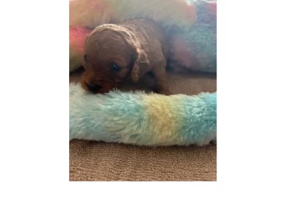 Cavoodle – Morayfield