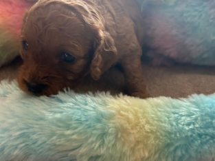 Cavoodle – Morayfield