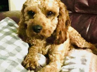 Cavoodle – Morayfield