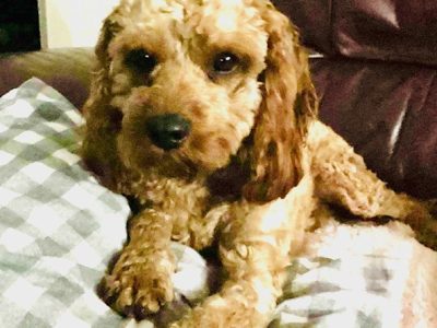 Cavoodle – Morayfield