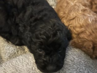 Cavoodle – Morayfield