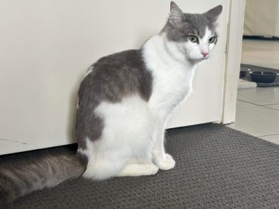 Russian Blue – Woodridge