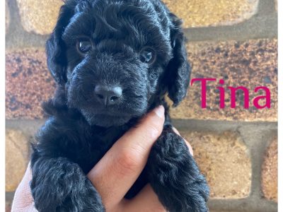 Cavoodle – Goondiwindi