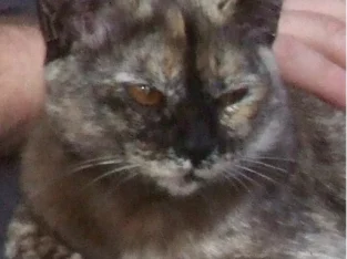 Burmese – Peachester