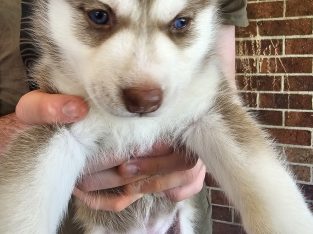 Husky – Nowra