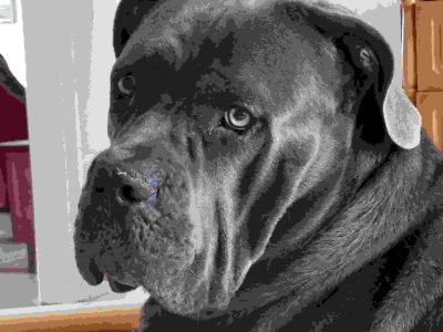 Cane Corso – Mount Marshall