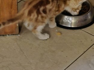 Domestic Short Hair (DSH) – Yagoona