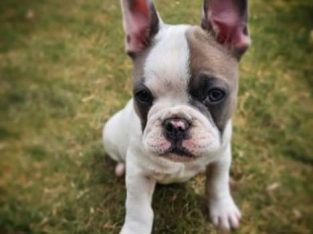 French Bulldog – Charlemont