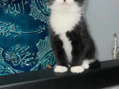 British Shorthair – Epping