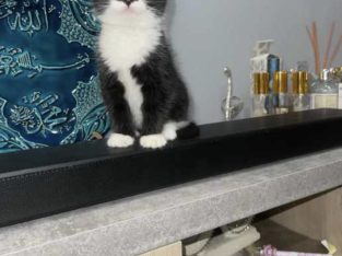 British Shorthair – Epping