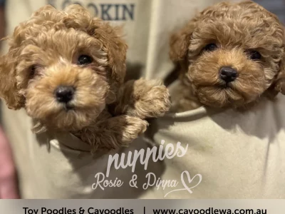 Toy Poodle – Glen Forrest