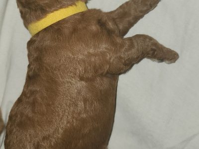 Toy Cavoodle – Mooroolbark