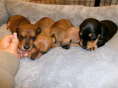 Dachshund – Mariginiup