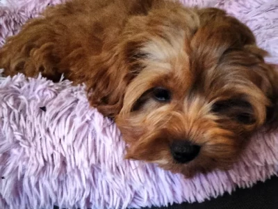 Toy Poodle – Killarney Heights