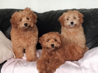 Toy Poodle – Killarney Heights