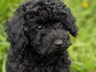 Toy Poodle – Moe