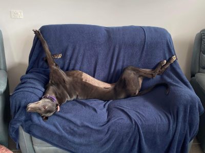 Greyhound – Warrnambool