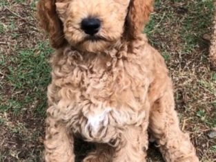 Poodle Standard – Mangrove Mountain